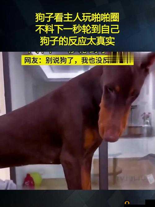 玩人狗大战的实现方法：实战技巧与策略