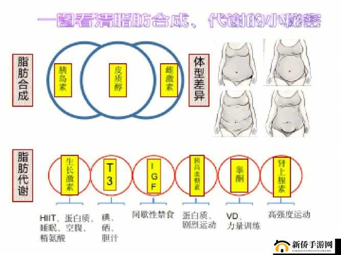 超级航海中体力与耐力的科学分配及合理运用策略探讨