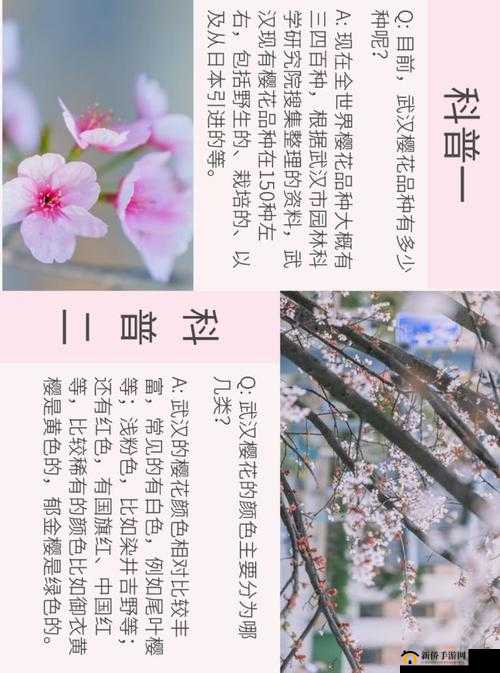 我可以深入了解你的樱花吗：背后的故事