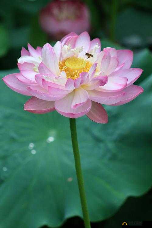 女人晚上莲花开的害处：警惕这种现象的危害