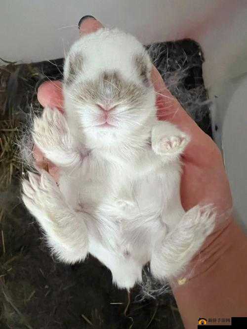 咬小兔兔：是站着还是躺着？