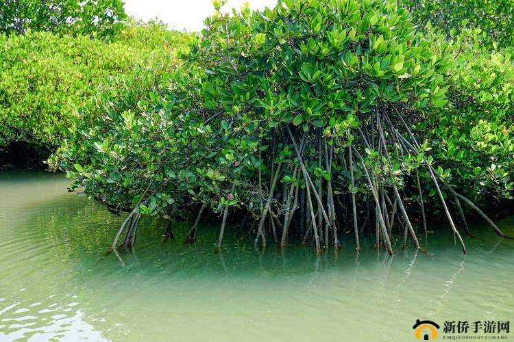 琪琪色人格第四：独特魅力的探索之旅