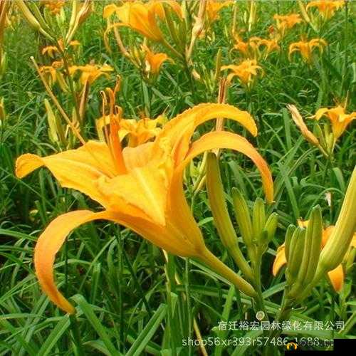 忘忧草 1688 网站：优质商品聚集地