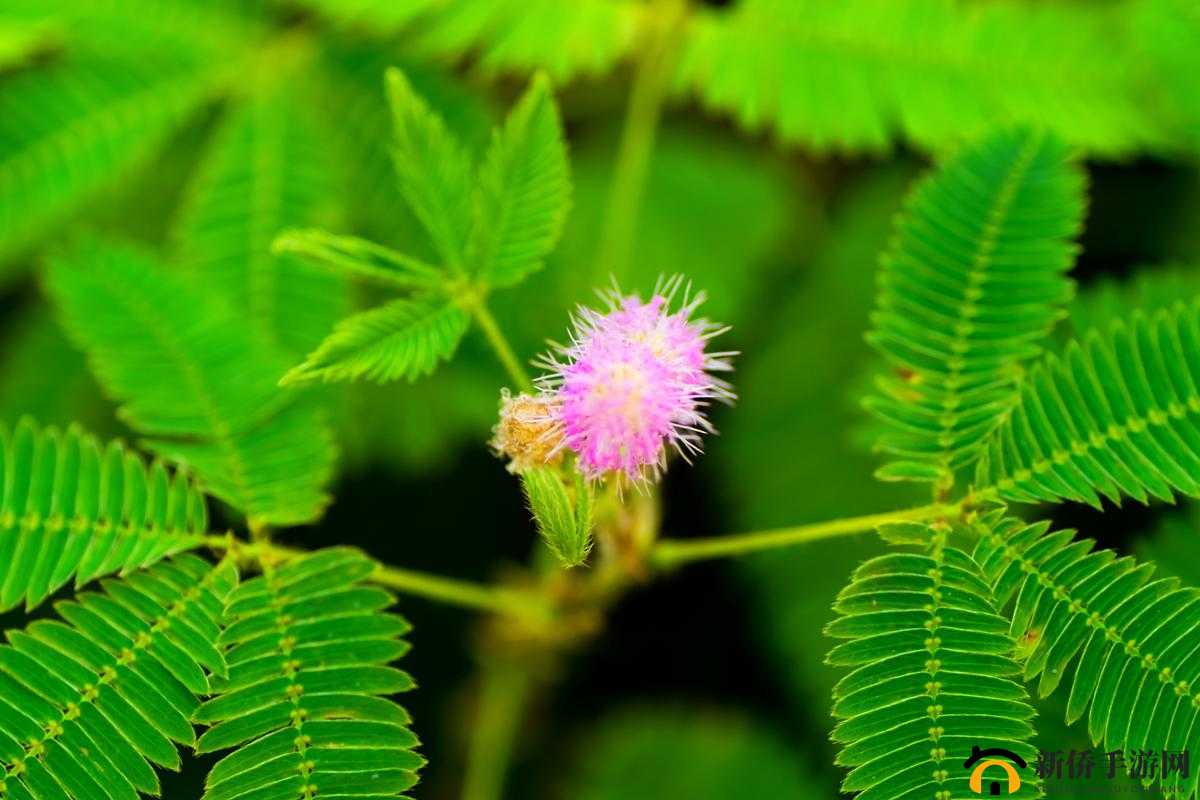 含羞草的茎：早轻晚重