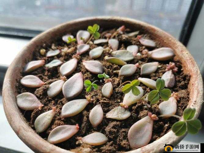 玉缀多肉能叶插：繁殖方法与注意事项