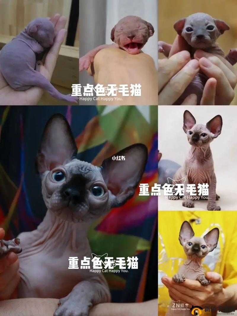 亚色无毛：探索未知的神秘领域