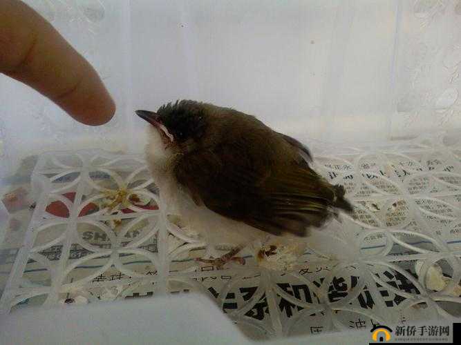 幼童雏鸟短现在入口：未来的希望