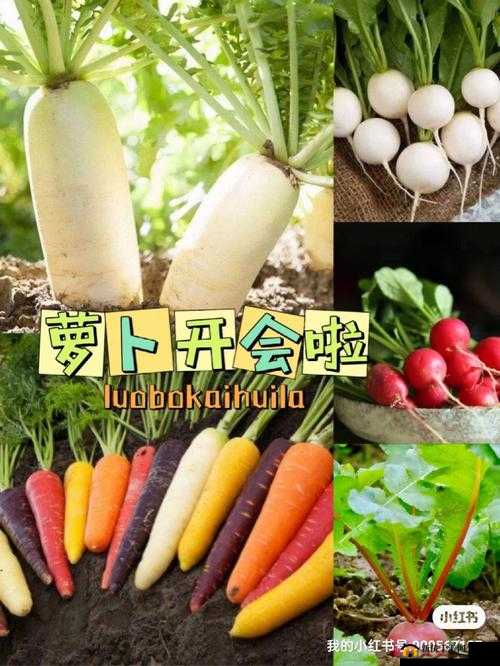 拔萝卜痛又降黄 9.1：独特体验与感受