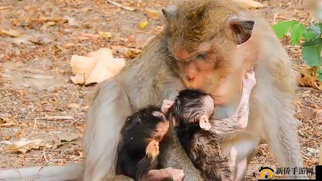 两人生猴子视频素材：有趣的瞬间
