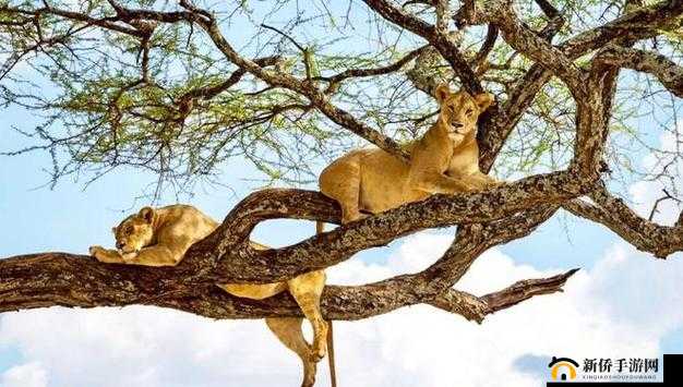 长颈鹿蒂奈的傲慢：目中无人的长颈之姿