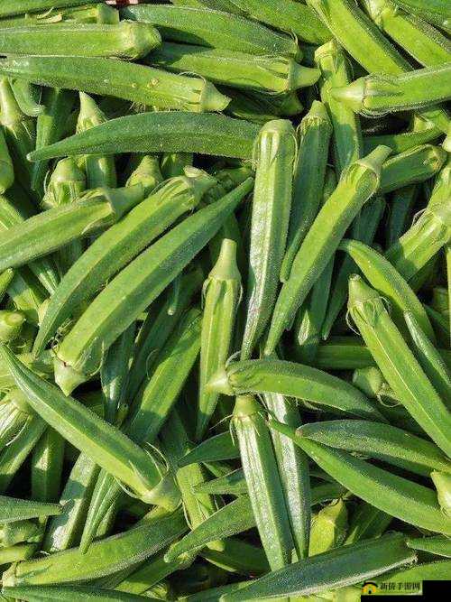 秋葵适合未满十八岁的人吃吗：答案在此