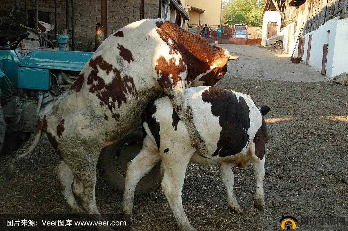 人与畜禽的交佩的 APP：探索动物伴侣的可能性