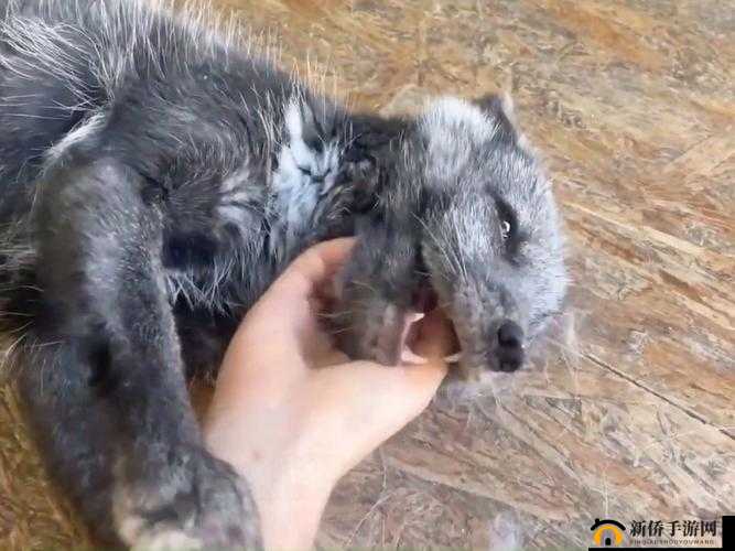 沉迷 1V2 一只小狐狸：为何如此沉迷