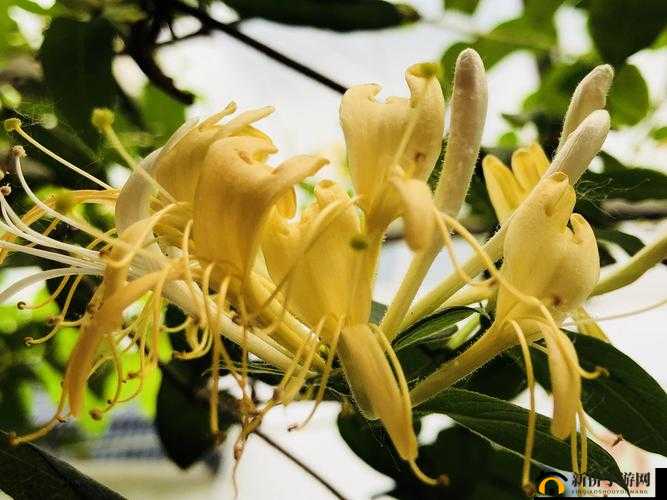 双管齐下 TXL 金银花使用方法详解