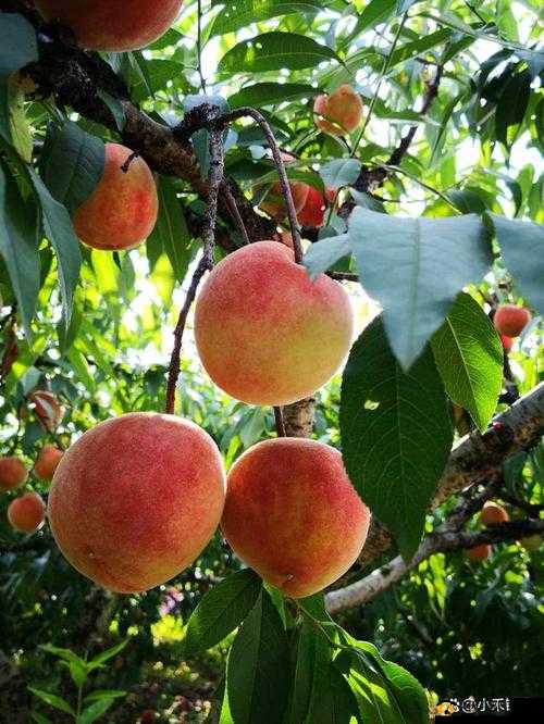 x7x7x7x7 任意噪水蜜桃：甜美多汁的诱惑