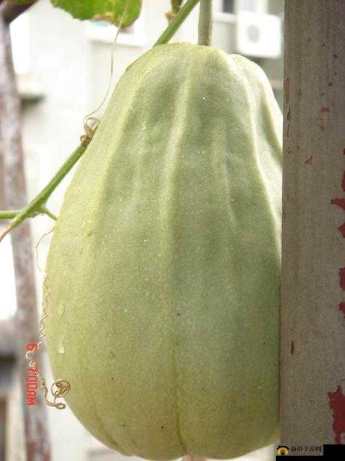 51 每日必吃大瓜热门 top1：精彩瓜不断