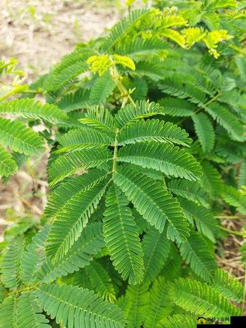 含羞草 2024 隐藏路径：带你领略未知的世界