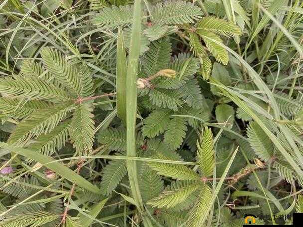 含羞草的茎早晚上的特点-奇妙变化