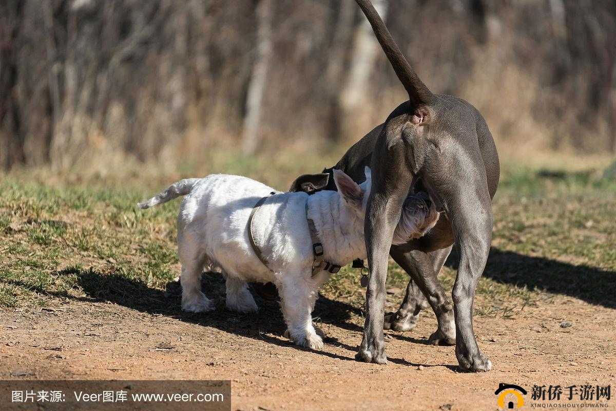 与畜禽狗 CROPROATION 相关内容