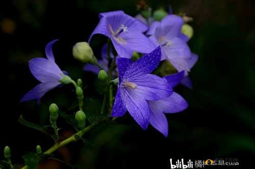 旋砂糖橘风潮揭秘：砂糖橘梗背后的流行梗起源与探秘