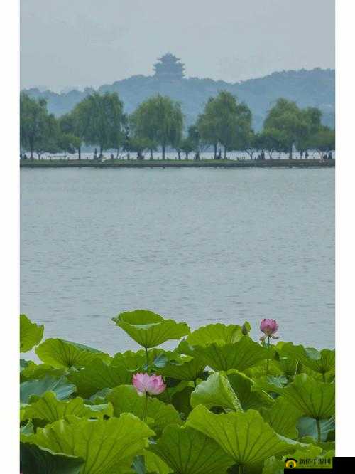 清风阁免费观看：带你领略别样风景