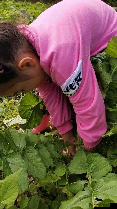 12 岁女孩拔萝卜：有效方法分享