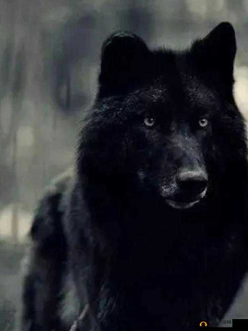 狼群一卡二卡 3 卡四卡网站：探索未知的神秘世界