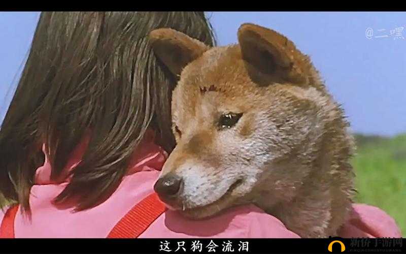 人：探索未知的旅途猪：欢乐农场的生活狗：忠诚守护的伙伴