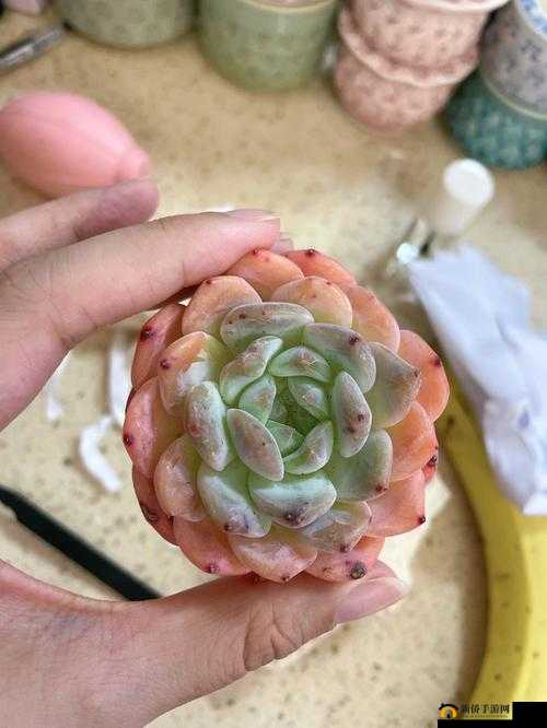 1V3 多肉玉娇香 HHHH 口术精彩呈现