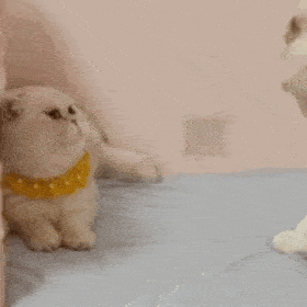 人-猪-狗已彻底下架老用户相关新动态