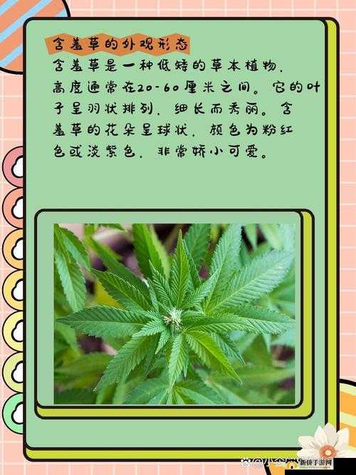 含羞草品种盘点含羞草四大品种之详细介绍