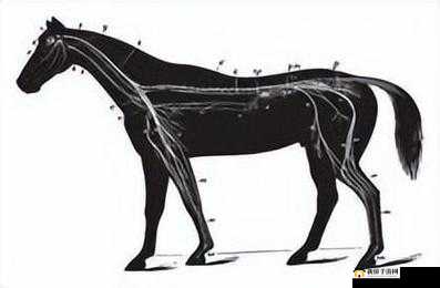 人马畜禽相关行业发展探索