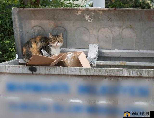 设计自己初次给七个流浪车库：开启温暖之旅