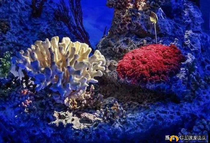 伊利大香蕉性生活：探索未知的性奥秘