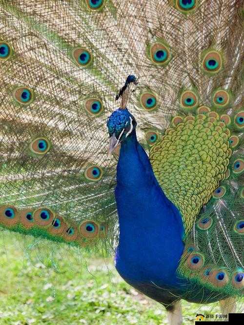 河北菜花封神代码：震撼奇迹的诞生