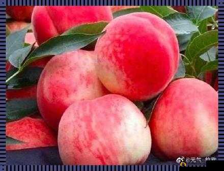 欧产、日产、国产水蜜桃：口感与魅力的完美融合