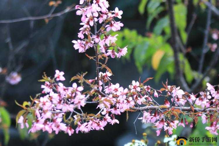 我可以深入了解你的樱花吗：探寻花之美