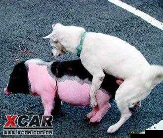 女人与公猪交交：禁忌之行为探讨