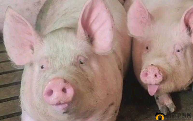 小猪视频：你的精彩视频宝库