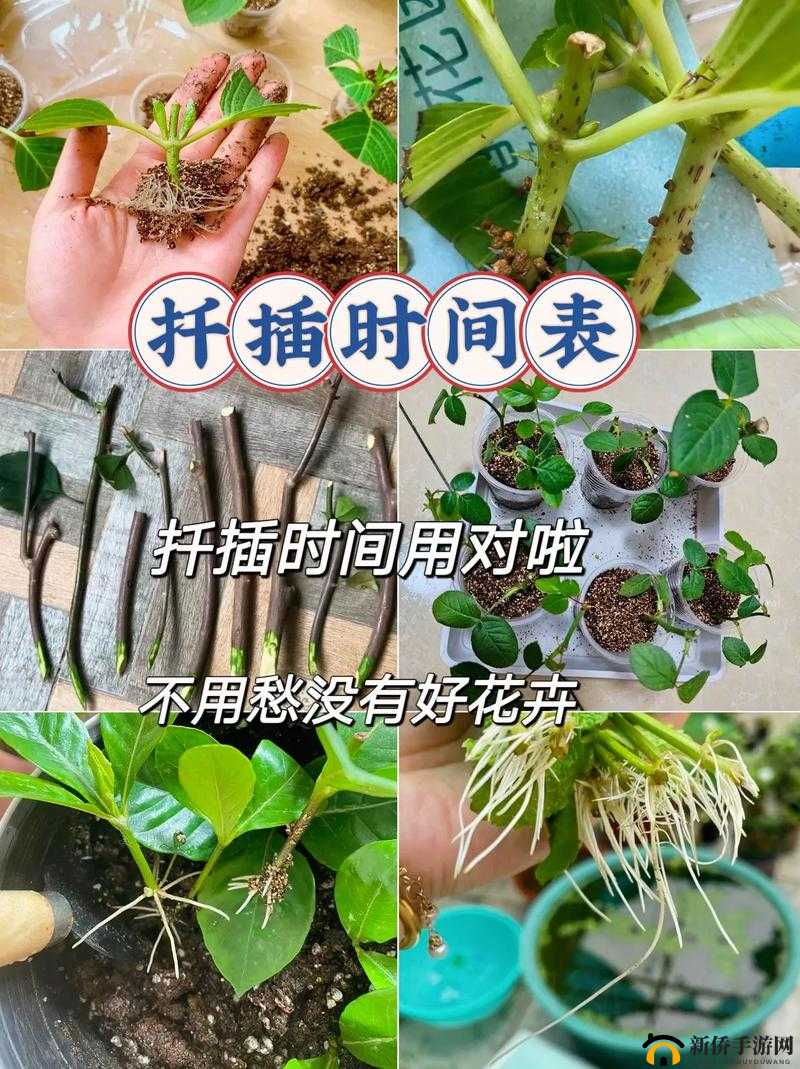 日本 72 种扦插方式：园艺爱好者的必备技巧