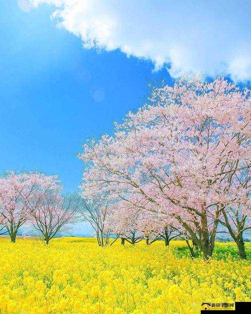 春天里最动人的风景：花海如潮