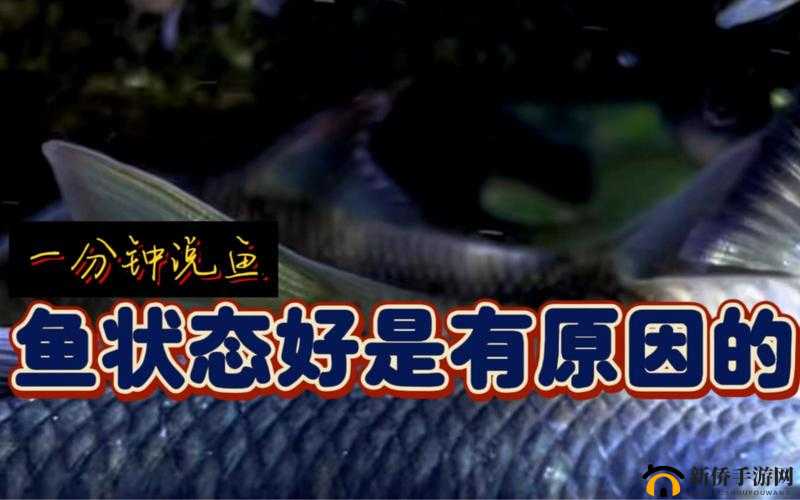 探索久产九人力资源：丰沛有鱼创佳绩
