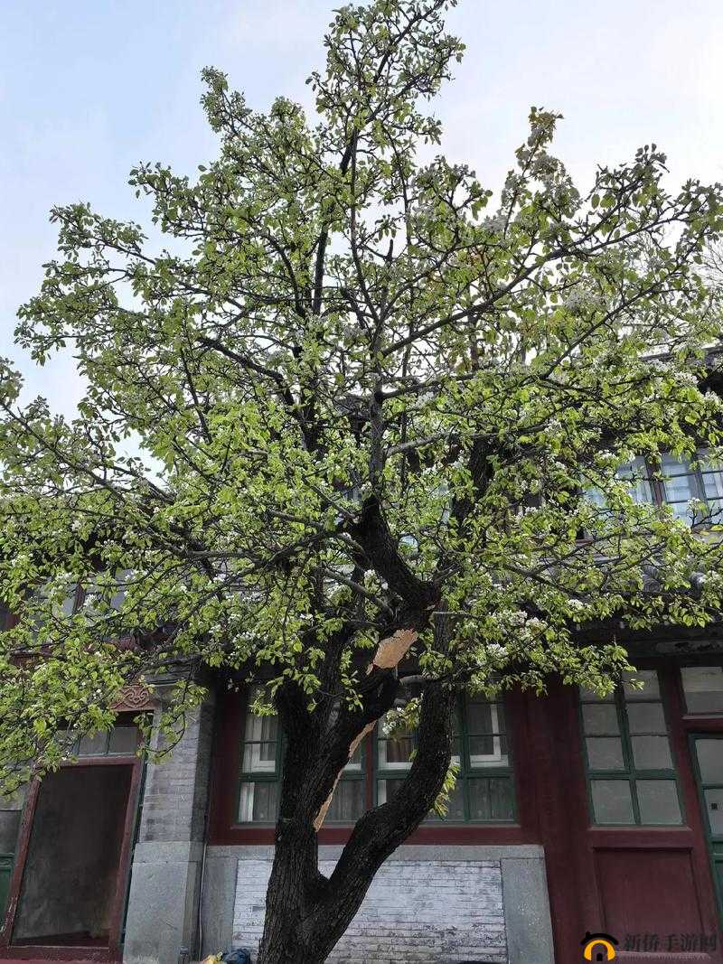 老农种树：休闲与挑战并存，你能种出怎样的树？