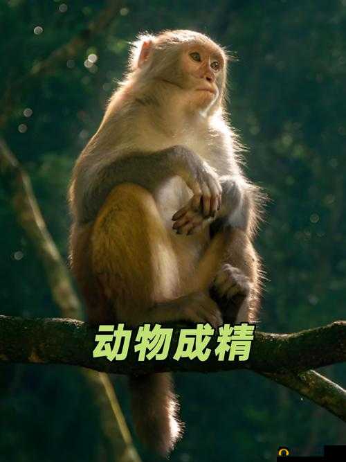 动物 Zoom 合作项目：Zoom 与动物的奇妙互动
