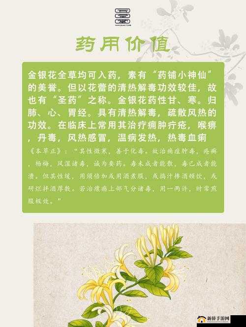 金银花的奇妙功效：探索其药用价值