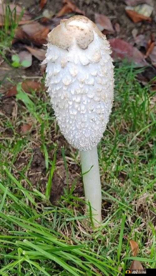 爷爷的大蘑菇：童年记忆里的温暖陪伴