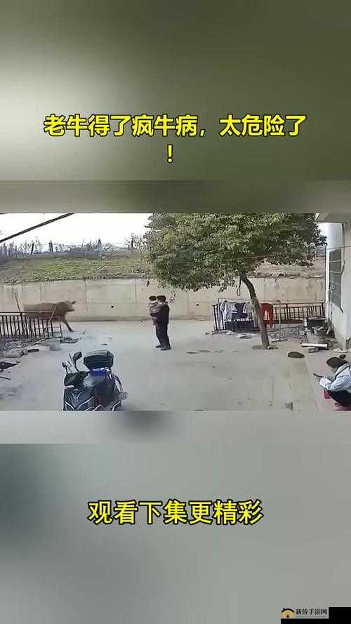 老牛传媒：免费观看 MV