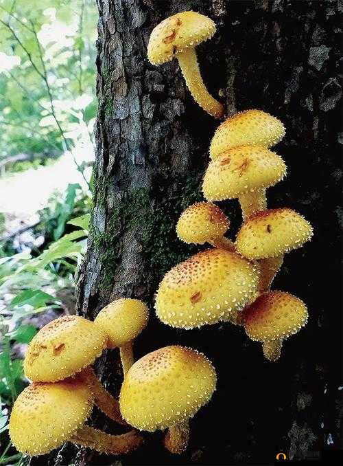 蘑菇色网：一个专注于分享各类资源的网站