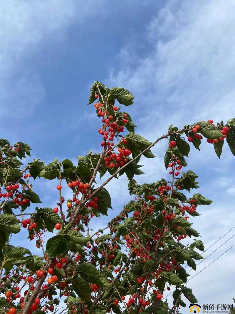 野花视频手机免费观看完整直播，畅享精彩无极限