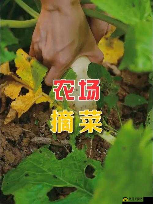 我的二人世界拔萝卜体验：远离喧嚣的田园之乐